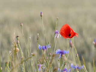 blue cornflower flowers and buds surrounded by tall grass and green wheat