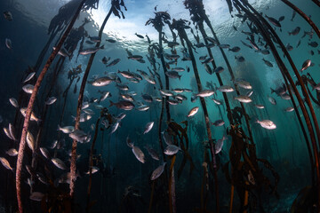 Wide-angle shot of a kelp forest with its tall fronds reaching to the water's surface and many...