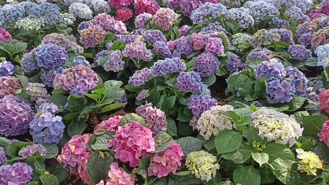 blooming purple pink hydrangea macrophylla flower field garden horticulture