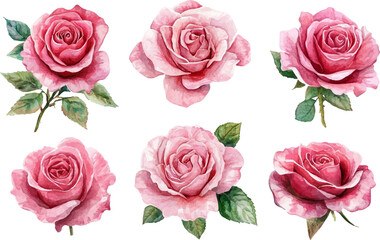 Fototapeta premium set of pink roses