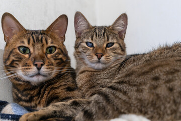 Obraz premium Bengal and Stray Cat Friendship: A Heartwarming Bond of Love, Resilience, and Companionship in a Cozy Home Setting.