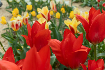 Vibrant tulips bloom in a colorful garden, showcasing various species on a sunny meadow. Their...