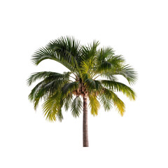 Isolated Silhouette of a Lush Tropical Palm Tree Against Transparent Background
