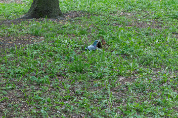 A Curious Squirrel And Pigeon Sharing A Moment In A Lush Green Park. Unexpected Encounter Of Urban...