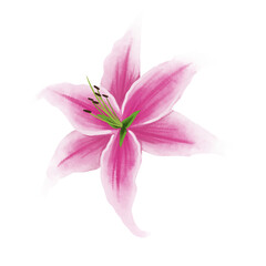pink lily isolated on white