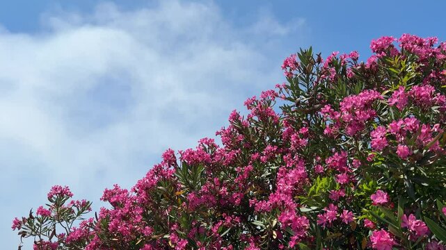 Flowers of oleander nerium blossoming shrub against sky.