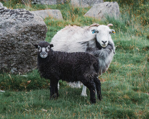 Fototapeta premium sheep in a field