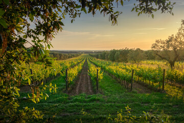 Bolgheri vineyards and olive trees at sunset. Castagneto Carducci, Tuscany, Italy