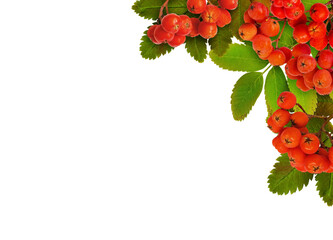 Autumn green leaves of rowanberry tree with berries in a corner arrangement isolated on white or transparent background