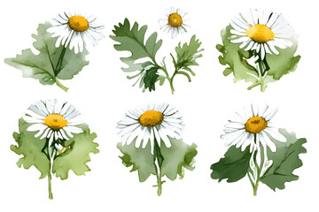 Elegant watercolor-style chamomile (camomile, daisy) flowers, hand drawn and isolated on a clean white background. This detailed botanical vector illustration is perfect for herbal product labels