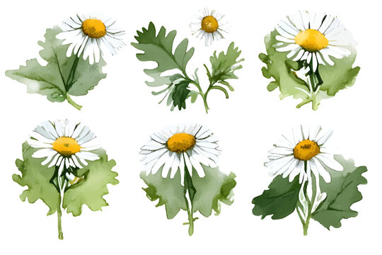 Elegant watercolor-style chamomile (camomile, daisy) flowers, hand drawn and isolated on a clean white background. This detailed botanical vector illustration is perfect for herbal product labels