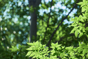 初夏の太陽の光を浴びて輝く緑の葉とキラキラ光る背景