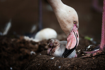 Flamingos (Phoenicopteridae) newborn baby with his mother.