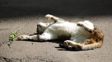 A cat is resting on warm asphalt on its back