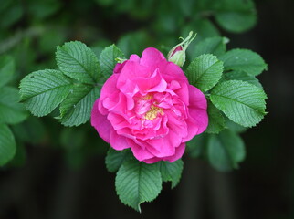 A pink rosehip flower with green leaves
