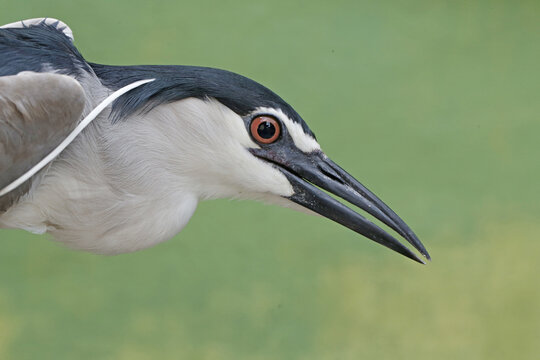 close-up photo captures the intense gaze of a Black-crowned Night Heron
