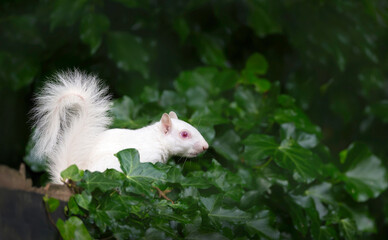 Portrait of a cute albino grey squirrel standing on a wooden garden fence covered with green ivy,...