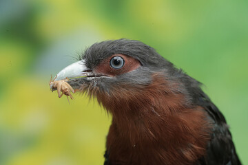 a bird holding a small insect, likely a cricket, in its beak. The bird has striking blue-gray eyes, a pale, slightly curved beak, and dark feathers on its head. Its plumage transitions into a rich red
