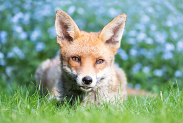 Portrait of a cute red fox lying on green grass in a garden with blooming forget-me-not flowers in...