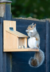 Portrait of a grey squirrel eating nuts and seeds on a squirrel feeder