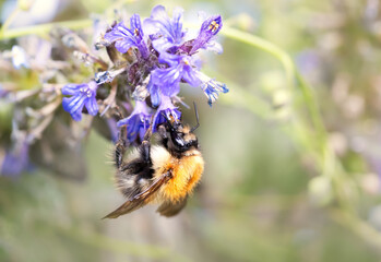 Close-up of a honey bee on purple salvia flower collecting nectar