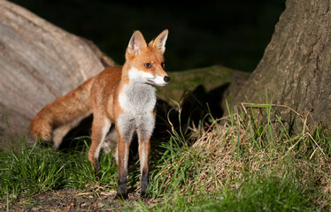 Portrait of a cute red fox standing in a forest at night