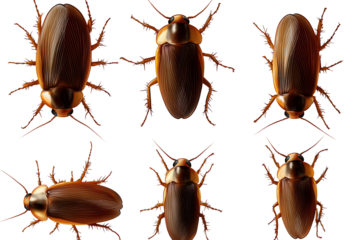 Realistic cockroach models arranged in various orientations on a transparent background, showcasing intricate details of their structure and coloration