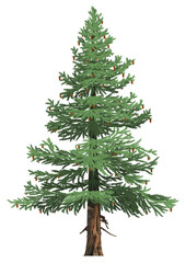Realistic Sitka spruce tree with cones