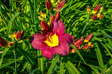 Red  Daulily Flowers