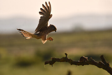 cernicalo primilla en vuelo a contraluz