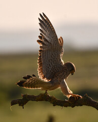 cernicalo primilla en vuelo a contraluz