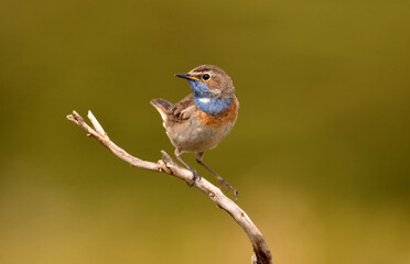 pechiazul en la sierra de gredos