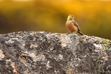 Escribano hortelano en la sierra de Gredos