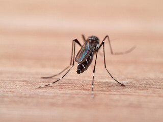 The Asian tiger mosquito, Aedes albopictus. It is an invasive species.