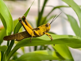 Vibrant Yellow Grasshopper on Lush Green Foliage Close-Up Macro Photography
