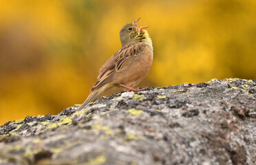 Escribano hortelano en la sierra de Gredos