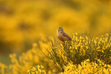 Escribano hortelano en la sierra de Gredos