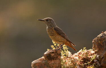 roquero rojoen la sierra abulense