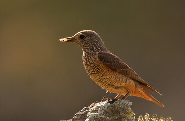 roquero rojoen la sierra abulense