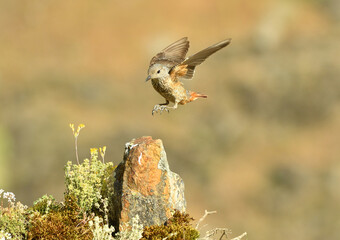 roquero rojoen la sierra abulense
