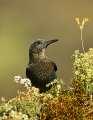 hembra de roquero solitario