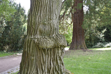 japanischer schnurbaum