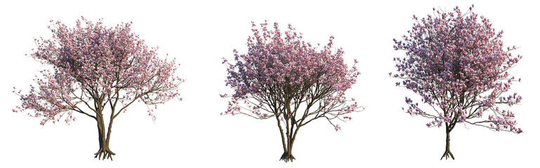 Obraz premium Magnolia x soulangeana Tree 4k cutout isolate