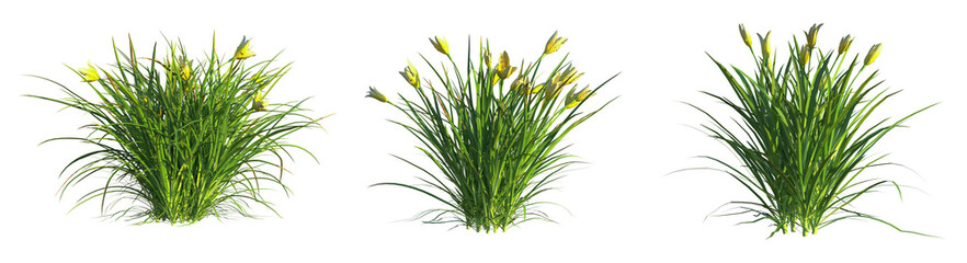 Hemerocallis everydaylily Cream Tree 4k cutout