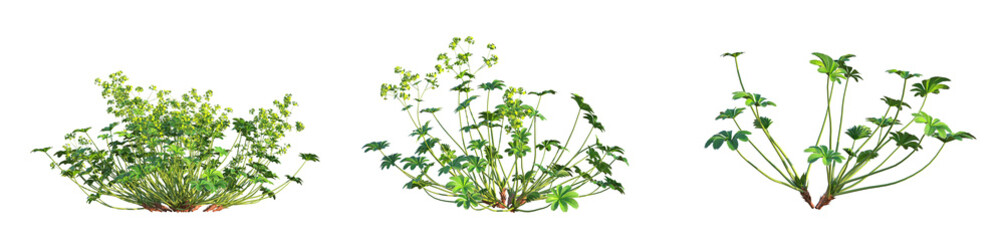 Alchemilla conjuncta Tree 4k cutout isolate