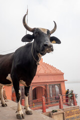 A cow standing at the top of a Ghat in Varanasi, India