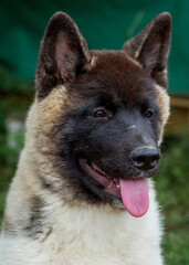 Cute akita dog with a happy expression outdoors in a natural setting on a sunny day