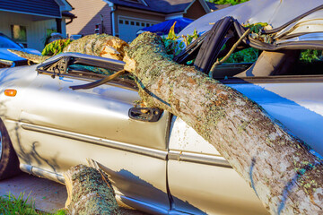 Fallen tree lies on top of car in suburban neighborhood after storm, causing visible damage to vehicle.