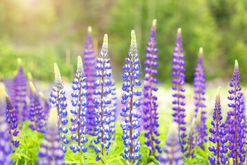 wild lupine field, summer floral background,