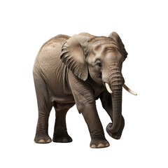 Fototapeta premium Elephant walking gracefully on white background 